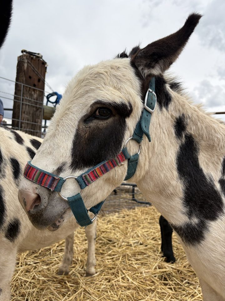 Bonnie, a black-and-white spotted miniature donkey in a colorful striped halter