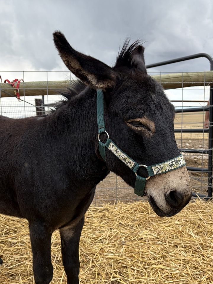 Clyde, a black miniature donkey in a green halter, standing in a straw-covered pen